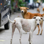 Safety concerns force ICC to move Women’s World Cup matches from Bengaluru to Navi Mumbai